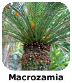 Macrozamia